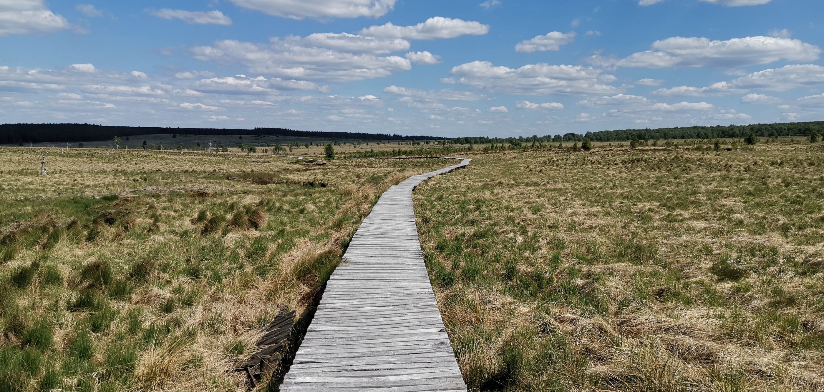Wandeling in de Hoge Venen. met een mooi vlonderpad
