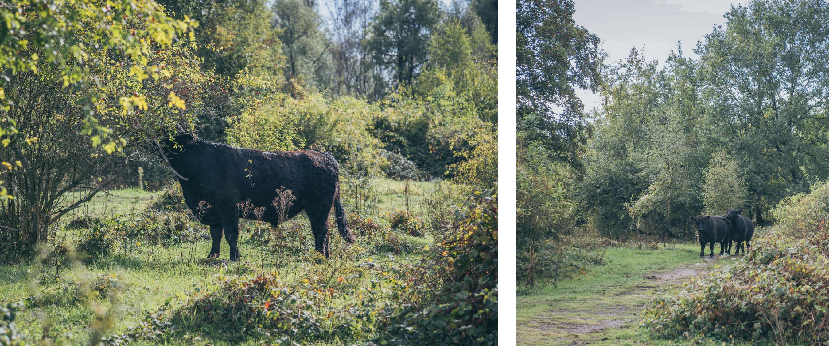 Wandelroute van A.S.Adventure en Natuurpunt in de Hobokense Polder