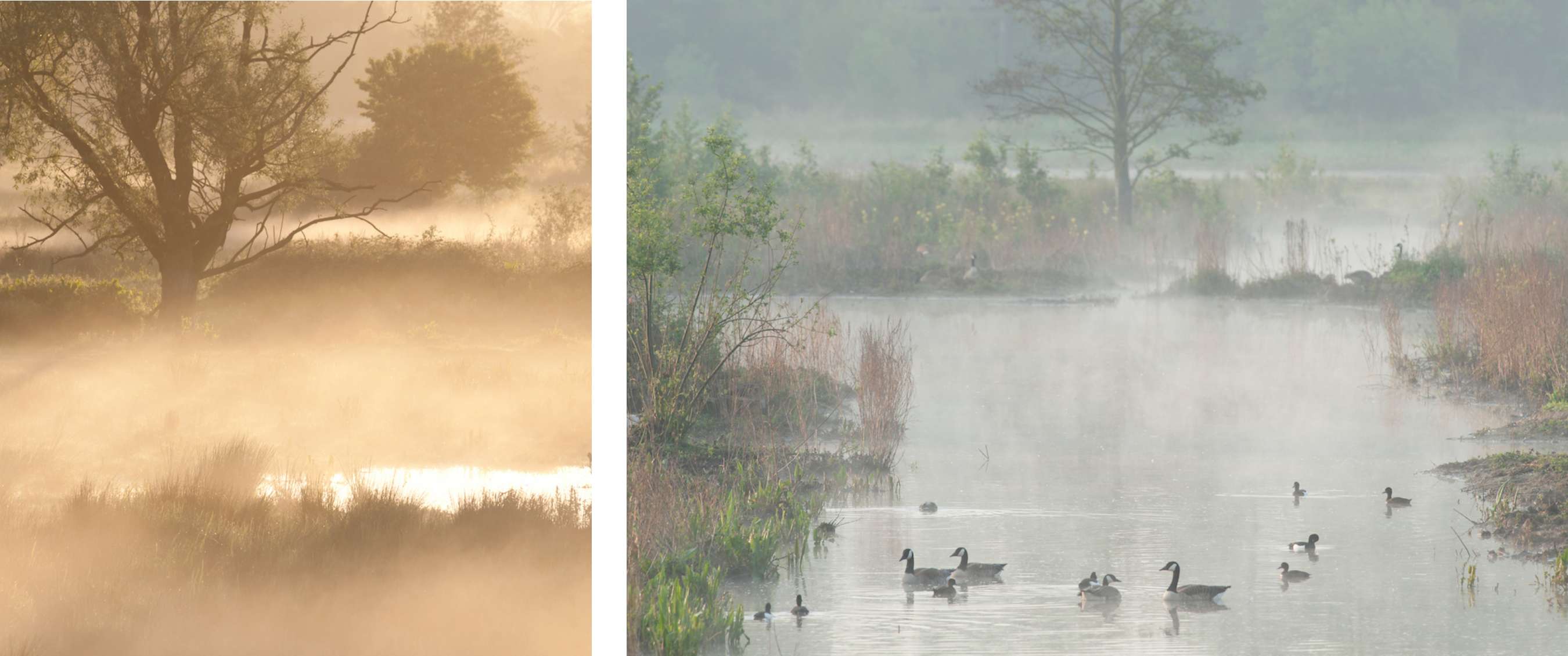 Wandelroute van A.S.Adventure en Natuurpunt in het Mechels Broek