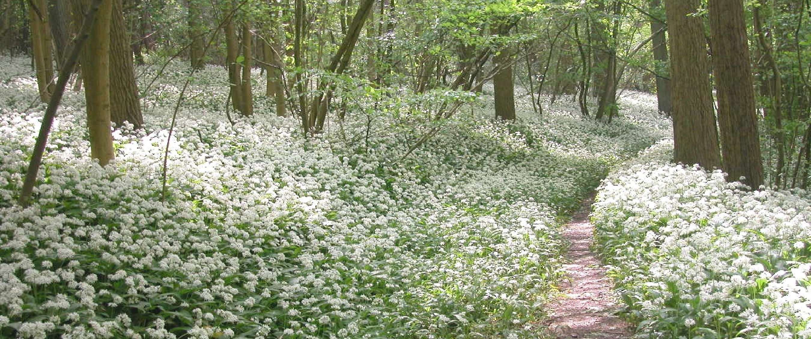 Wandelroute van A.S.Adventure en Natuurpunt in het Raspaillebos